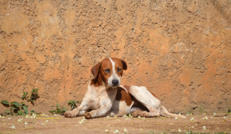 Власти Рязанской области проголосовали за умерщвление бездомных животных