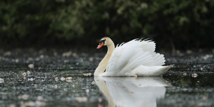 В Сараевском районе в местном пруду обосновались три белых лебедя