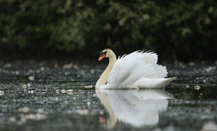 В Сараевском районе в местном пруду обосновались три белых лебедя