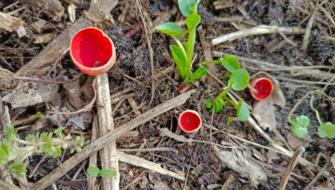 В Рязанской области обнаружили гриб, занесенный в Красную книгу