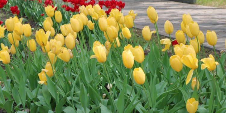 В весенне-летний сезон Рязань украсят более миллиона цветов