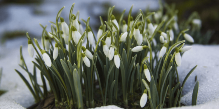 В четверг в Рязанской области ожидается мокрый снег и до +12 градусов
