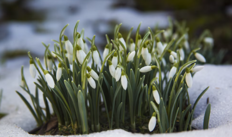 В четверг в Рязанской области ожидается мокрый снег и до +12 градусов
