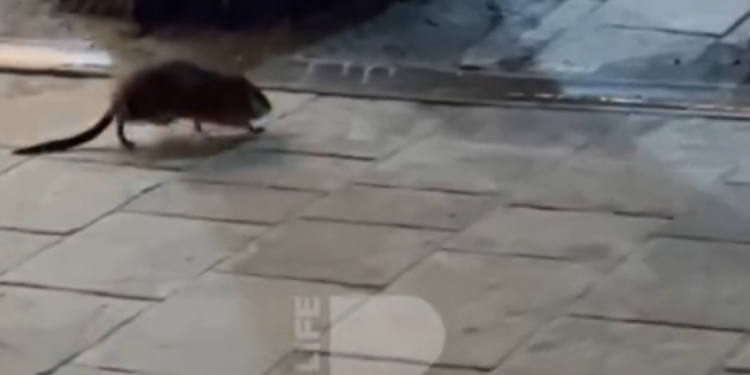 В центре Рязани запечатлели ондатру