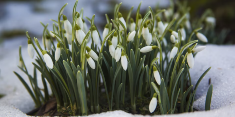 Синоптик Вильфанд пообещал россиянам теплые мартовские выходные Синоптик Вильфанд пообещал россиянам теплые мартовские выходные