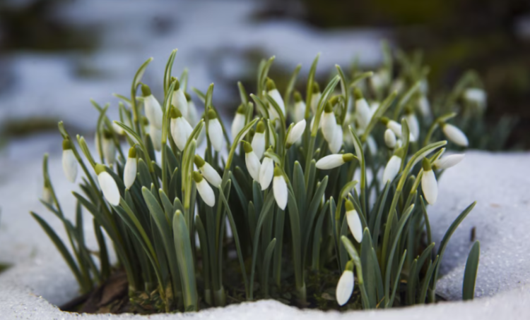 Синоптик Вильфанд пообещал россиянам теплые мартовские выходные