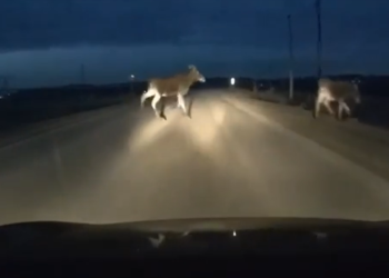 В Рыбновском районе водитель чуть не наехал на перебегавших дорогу лосей В Рыбновском районе водитель чуть не наехал на перебегавших дорогу лосей