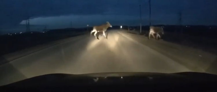 В Рыбновском районе водитель чуть не наехал на перебегавших дорогу лосей