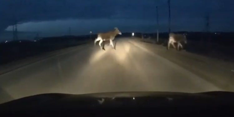 В Рыбновском районе водитель чуть не наехал на перебегавших дорогу лосей В Рыбновском районе водитель чуть не наехал на перебегавших дорогу лосей