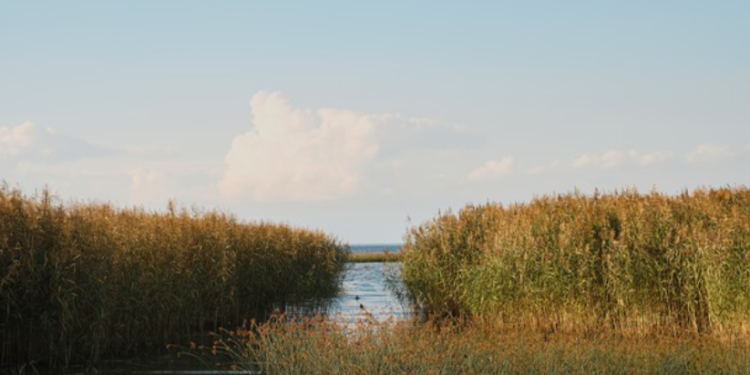 В Рязани весеннее половодье установило исторический минимум в 2025 году В Рязани весеннее половодье установило исторический минимум в 2025 году