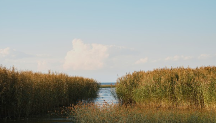 В Рязани весеннее половодье установило исторический минимум в 2025 году