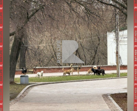 Горожане пожаловались на стаю собак вдоль набережной Рязанского кремля