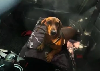 Рязанке, оставившей на передержке таксу, отказались возвращать животное