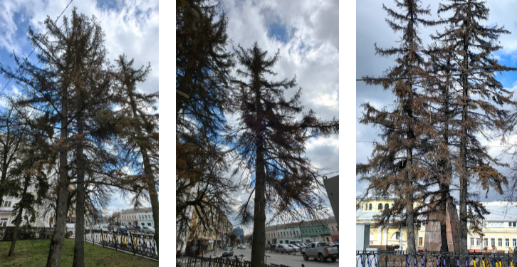 На рязанской площади Ленина вырубят голубые ели