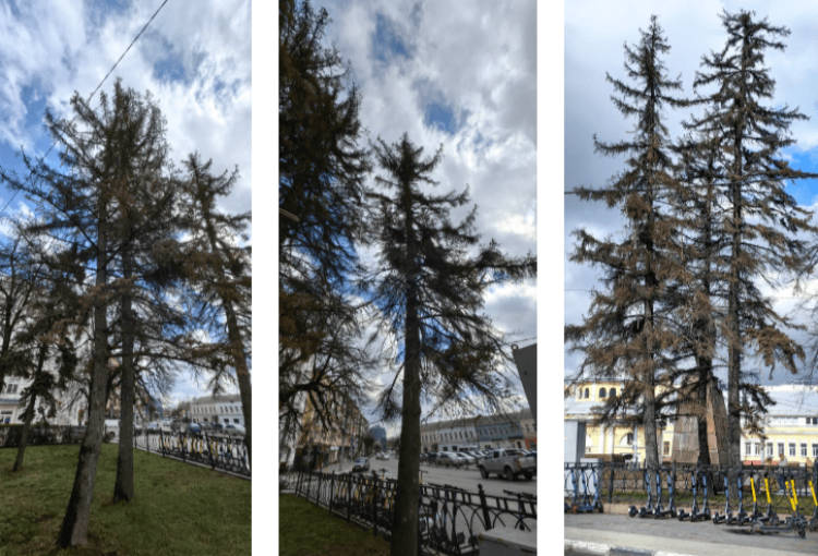 На рязанской площади Ленина вырубят голубые ели