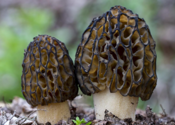 Врач Сухорукова: сморчки являются лидерами по содержанию витамина D Врач Сухорукова: сморчки являются лидерами по содержанию витамина D