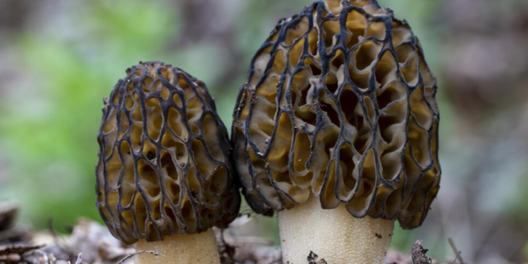 Врач Сухорукова: сморчки являются лидерами по содержанию витамина D