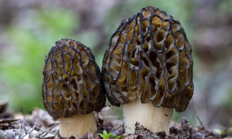 Врач Сухорукова: сморчки являются лидерами по содержанию витамина D