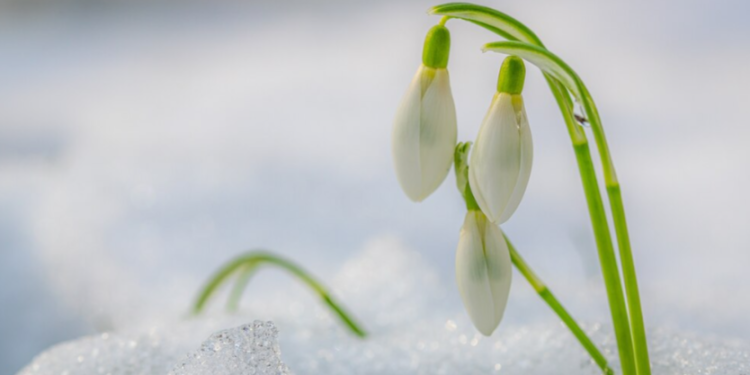 В ночь на четверг в Рязанской области похолодает до -10 градусов