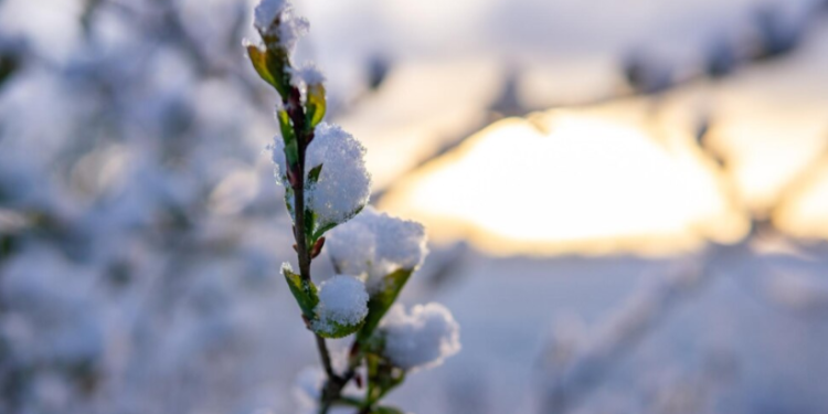 Леус предупредил жителей Центральной России о снегопаде 10 апреля