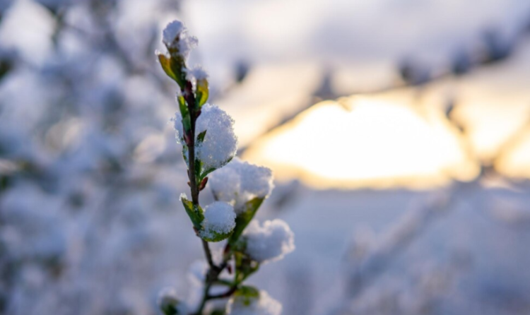 Леус предупредил жителей Центральной России о снегопаде 10 апреля