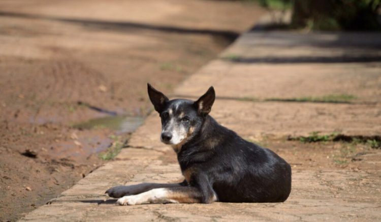 13 апреля в Рязани пройдет выставка "Счастье быть домашним"