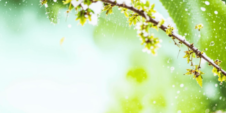 В пятницу в Рязанской области ожидается до +9 градусов