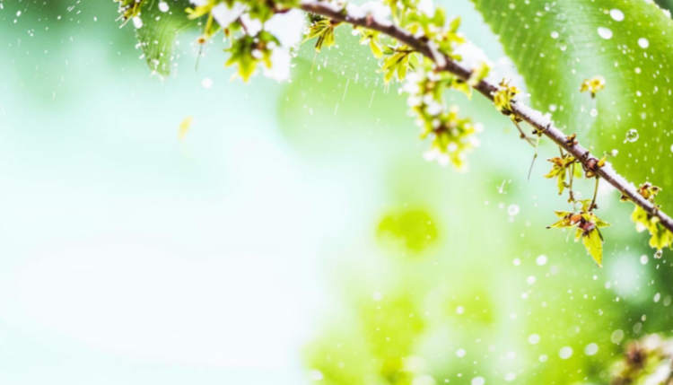 В пятницу в Рязанской области ожидается до +9 градусов