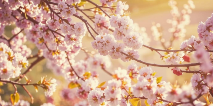 Синоптик Тишковец: в среду в Центральной России ожидается по-июньски теплая погода