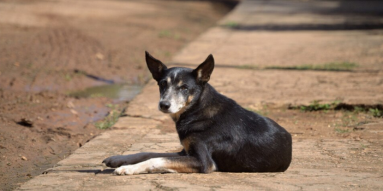 За год в Рязанской области от укусов бездомных собак пострадали 6000 человек За год в Рязанской области от укусов бездомных собак пострадали 6000 человек