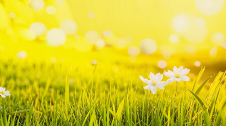 Позднякова: температура воздуха к выходным в Центральной России будет теплеет нормы на 9 градусов