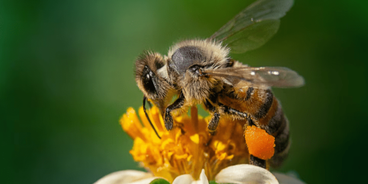 Пчеловодов Шиловского района предупредили об обработке полей