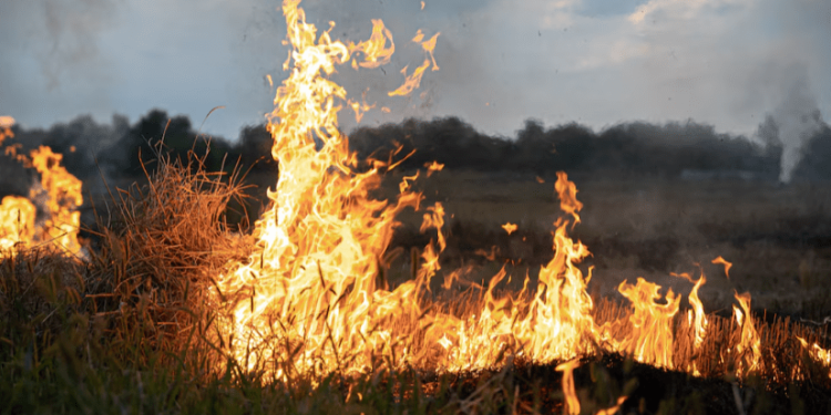 В Спасском районе горели поля