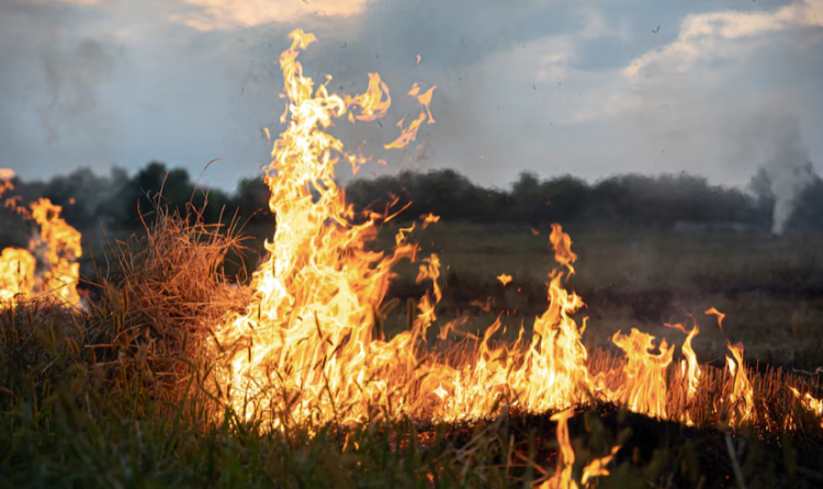 В Спасском районе горели поля