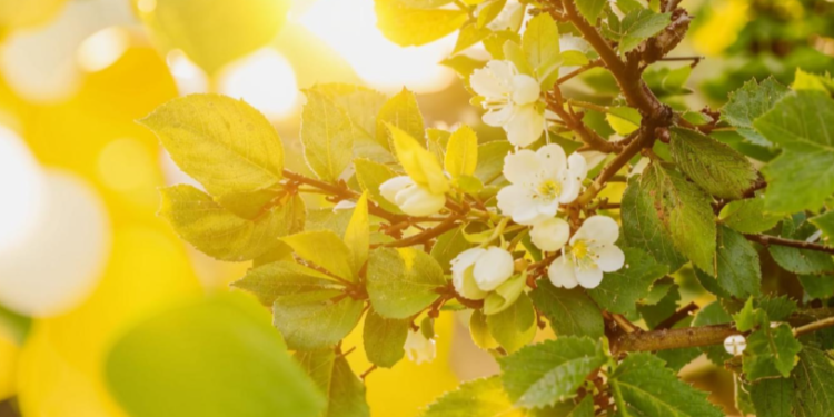 В пятницу в Рязанской области ожидается небольшой дождь и до +25 градусов