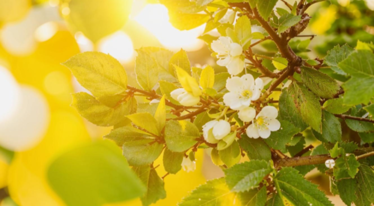 В пятницу в Рязанской области ожидается небольшой дождь и до +25 градусов