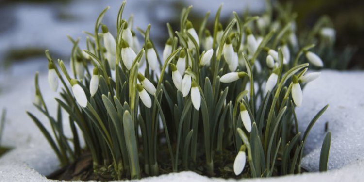 Метеоролог Тишковец предупредил россиян о возвращении снегопада в конце апреля