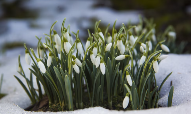 Метеоролог Тишковец предупредил россиян о возвращении снегопада в конце апреля