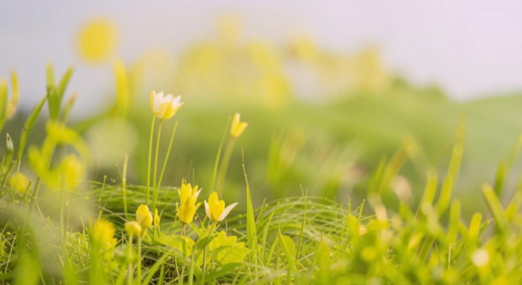 В субботу в Рязанской области ожидается небольшой дождь и до +26 градусов