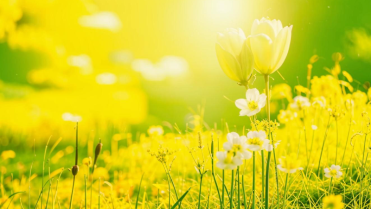 Ко Дню Победы в Центральной России ожидается умеренно теплая погода