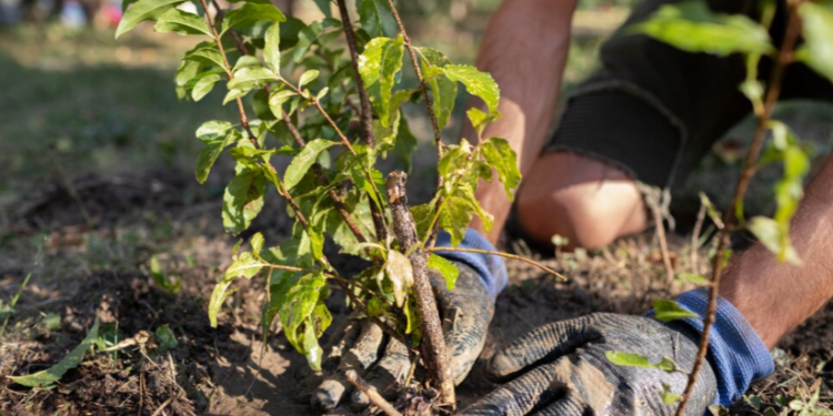 В рязанском сквере Быстрец высадили 55 саженцев деревьев