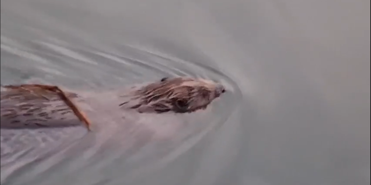 В рязанском Новомичуринске в «зеленом озере» засняли двух плавающих в реке бобров