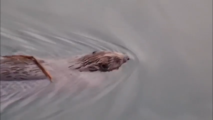 В рязанском Новомичуринске в "зеленом озере" засняли двух плавающих в реке бобров