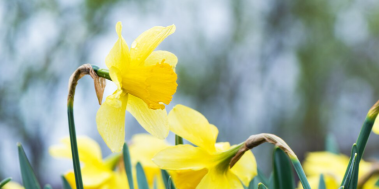 Вильфанд: апрельская погода вернется в Центральную Россию в субботу