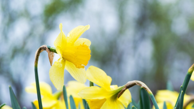 Вильфанд: апрельская погода вернется в Центральную Россию в субботу