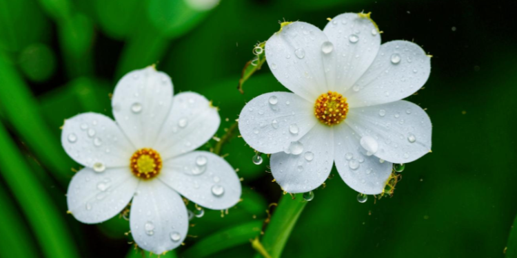 Метеоролог Паршина: с 24 апреля в Центральной России ожидается похолодание Метеоролог Паршина: с 24 апреля в Центральной России ожидается похолодание