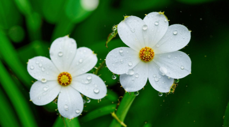 Метеоролог Паршина: с 24 апреля в Центральной России ожидается похолодание