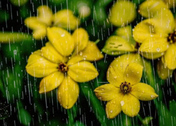 Синоптик Леус: температура вернется к климатической норме в Центральной России ко 2 мая