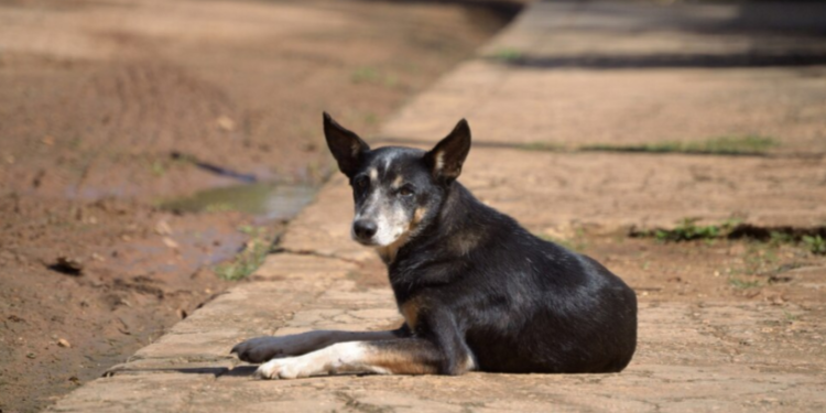 На строительство приюта для бездомных животных под Рязанью потратят 332 миллиона рублей