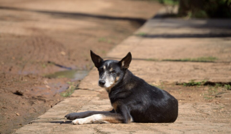 На строительство приюта для бездомных животных под Рязанью потратят 332 миллиона рублей